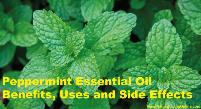 Peppermint Essential Oil: A Comprehensive Guide to Benefits, Uses, and Side Effects