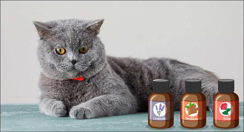 What essential oils are safe for cats