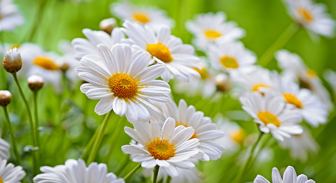 Chamomile Essential Oil: A Guide to Benefits, Uses and Side Effects