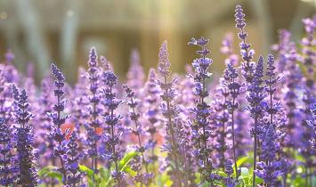 Clary Sage Essential Oil: A Guide to Benefits, Uses and Side Effects