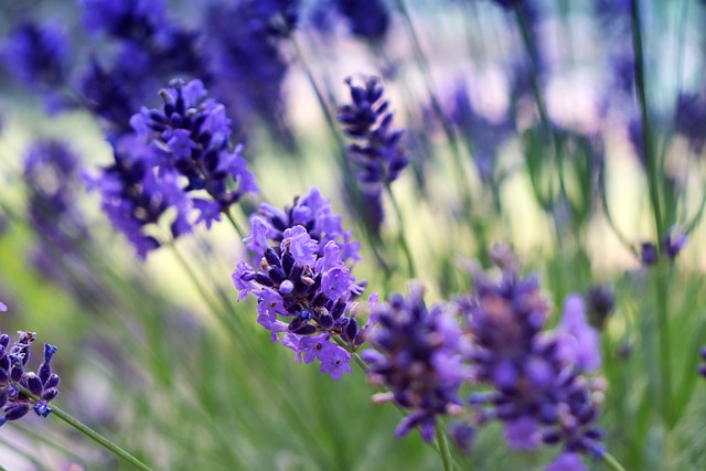 Lavender essential oil benefits