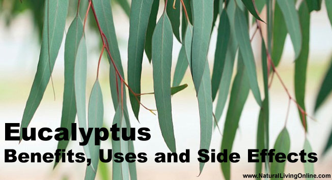 Eucalyptus Essential Oil: Benefits, Uses and Side Effects