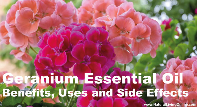 Geranium Essential Oil: A Guide to Benefits, Uses and Side Effects