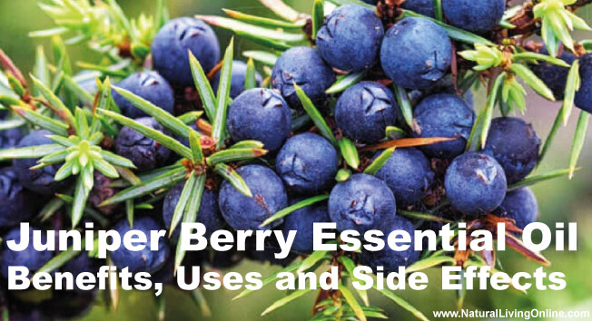 Juniper Berry Essential Oil: A Guide to Benefits, Uses and Side Effects