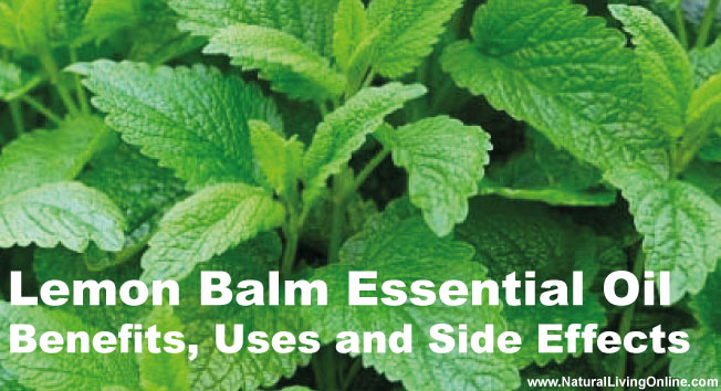 Lemon Balm Essential Oil: A Guide to Benefits, Uses and Side Effects