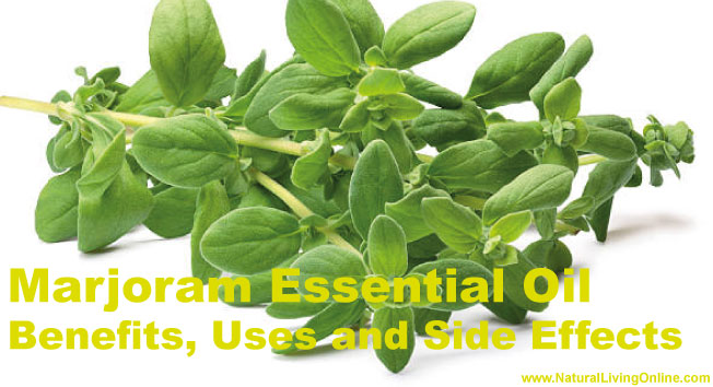 Marjoram Essential Oil: A Guide to Benefits, Uses and Side Effects