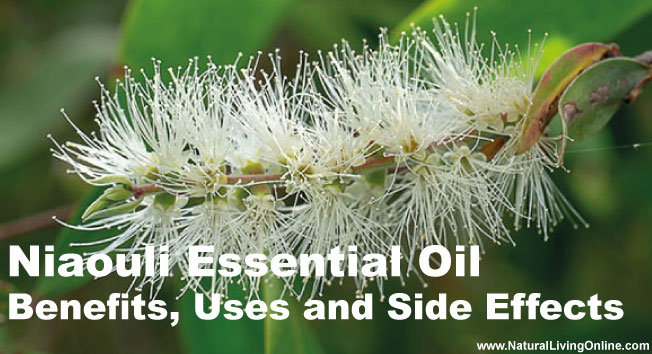Niaouli Essential Oil: A Guide to Benefits, Uses and Side Effects