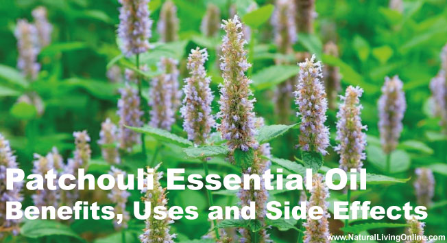 Patchouli Essential Oil: A Guide to Benefits, Uses and Side Effects
