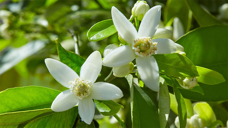 Neroli Essential Oil: A Guide to Benefits, Uses and Side Effects