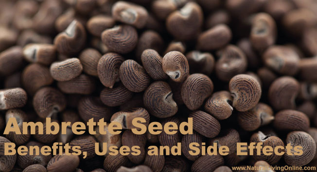 Ambrette Seed Essential Oil: A Guide to Benefits, Uses and Side Effects