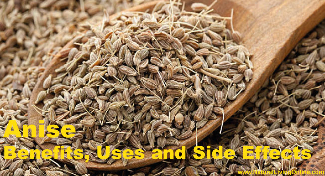 Anise Essential Oil: A Guide to Benefits, Uses and Side Effects