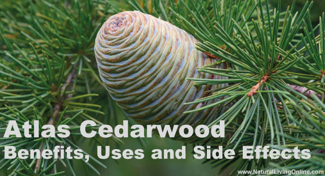 Atlas Cedarwood Essential Oil: A Guide to Benefits, Uses and Side Effects