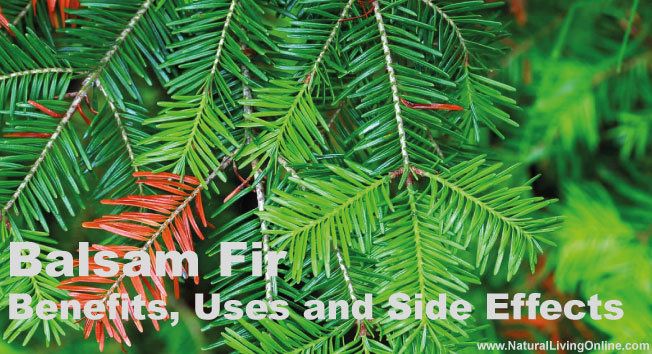 Balsam Fir Essential Oil: A Guide to Benefits, Uses and Side Effects