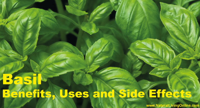 Basil Essential Oil: A Guide to Benefits, Uses and Side Effects