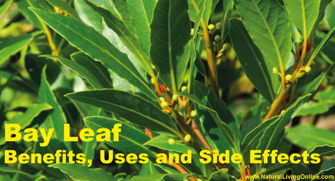 Bay Leaf Essential Oil: A Guide to Benefits, Uses and Side Effects