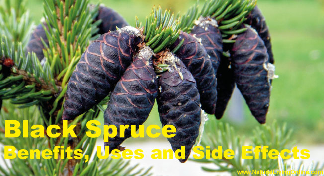 Black Spruce Essential Oil: A Guide to Benefits, Uses and Side Effects