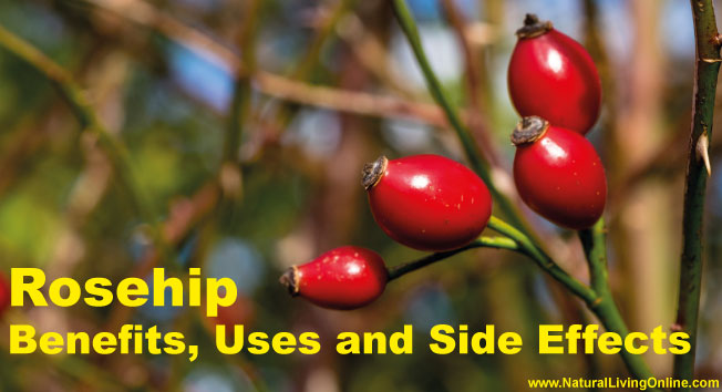 Rosehip Essential Oil: A Guide to Benefits, Uses and Side Effects