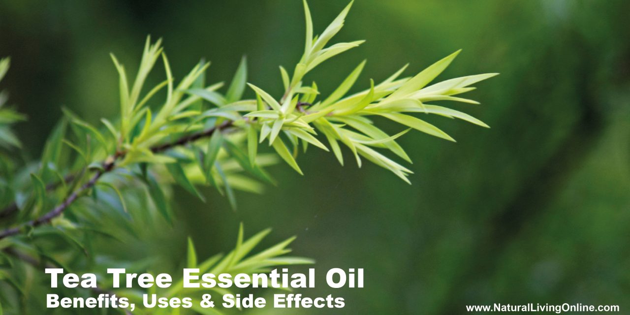 Tea Tree Essential Oil: A Guide to Benefits, Uses and Side Effects