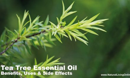 Tea Tree Essential Oil: A Guide to Benefits, Uses and Side Effects