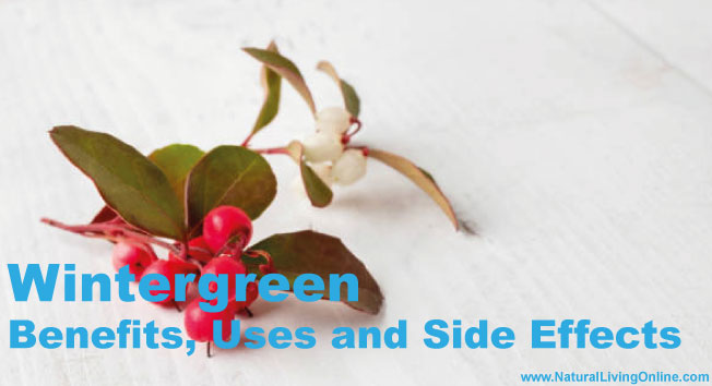 Wintergreen Essential Oil: A Guide to Benefits, Uses and Side Effects