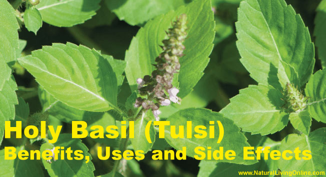 Holy Basil Essential Oil: A Guide to Benefits, Uses and Side Effects