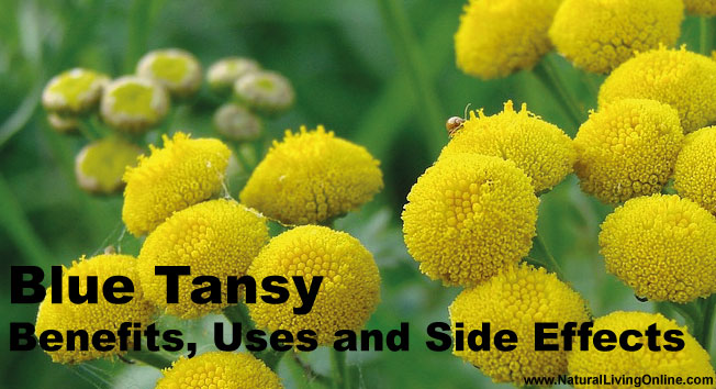 Blue Tansy Essential Oil: A Guide to Benefits, Uses and Side Effects