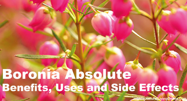 Boronia Absolute: A Guide to Benefits, Uses and Side Effects