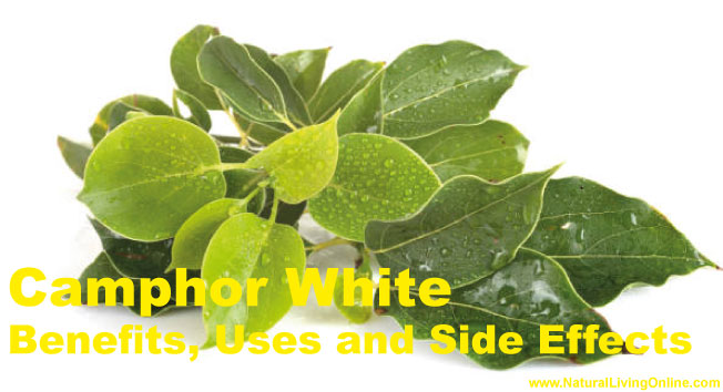 White Camphor Essential Oil: A Guide to Benefits, Uses and Side Effects