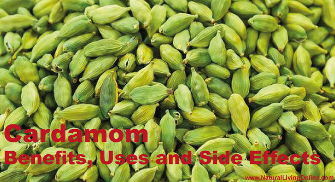 Cardamom Essential Oil: A Guide to Benefits, Uses and Side Effects