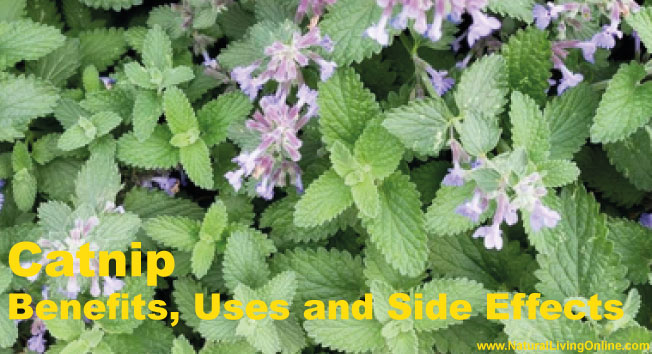 Catnip Essential Oil: A Guide to Benefits, Uses and Side Effects