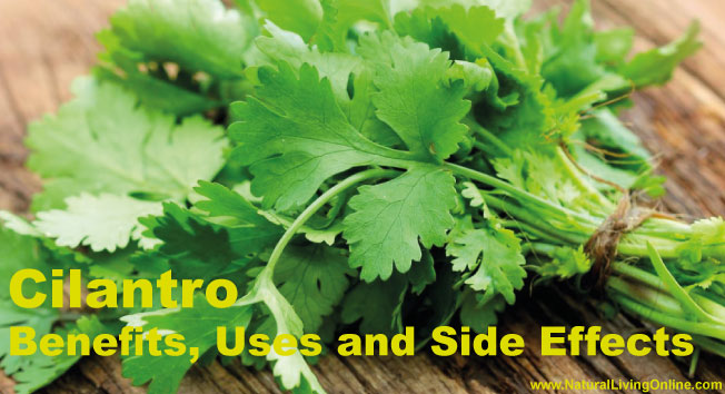 Cilantro Essential Oil: A Guide to Benefits, Uses and Side Effects