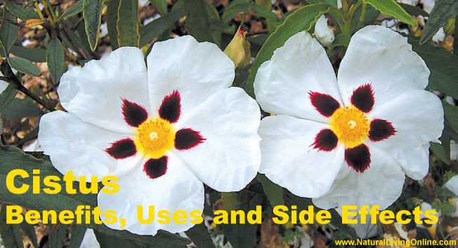 Cistus Essential Oil: A Guide to Benefits, Uses and Side Effects