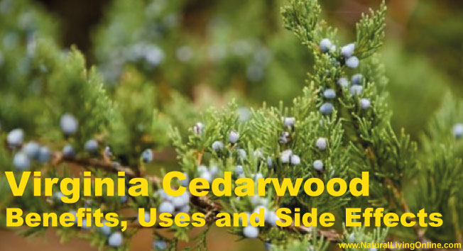 Virginian Cedarwood Essential Oil: A Guide to Benefits, Uses and Side Effects