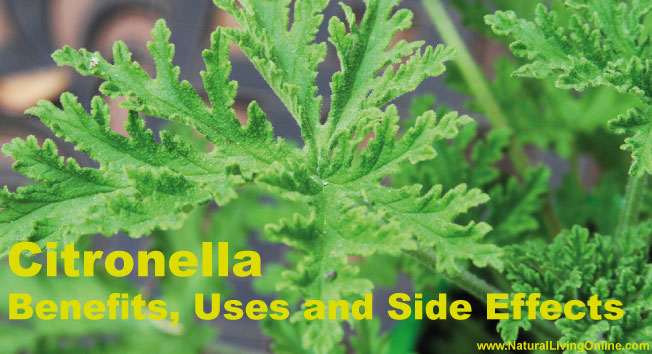 Citronella Essential Oil: A Guide to Benefits, Uses and Side Effects