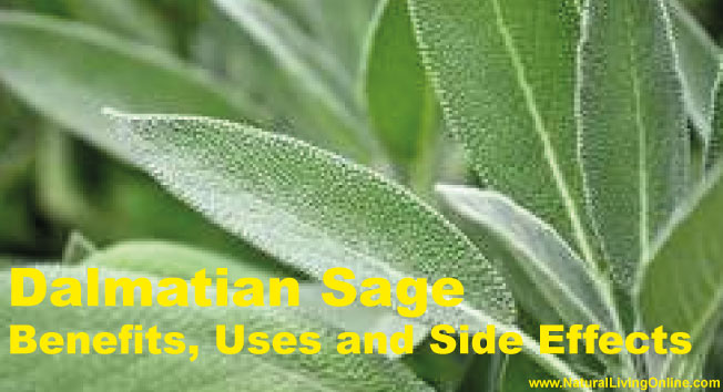 Dalmatian Sage Essential Oil: A Guide to Benefits, Uses and Side Effects