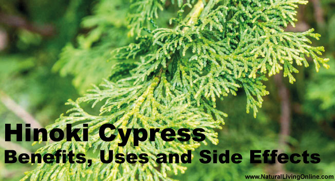 Hinoki Cypress Essential Oil