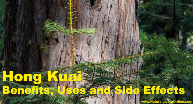Hong Kuai Essential Oil: A Guide to Benefits, Uses and Side Effects