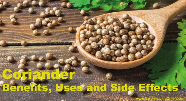 Coriander Essential Oil: A Guide to Benefits, Uses and Side Effects