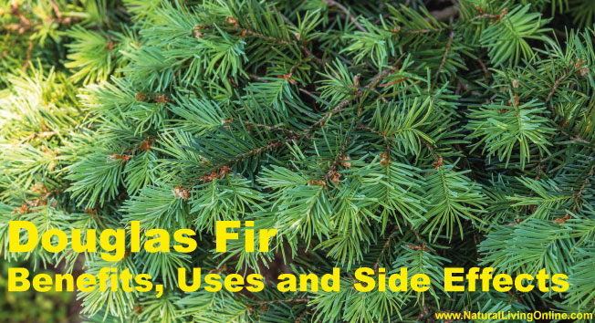 Douglas Fir Essential Oil: A Guide to Benefits, Uses and Side Effects