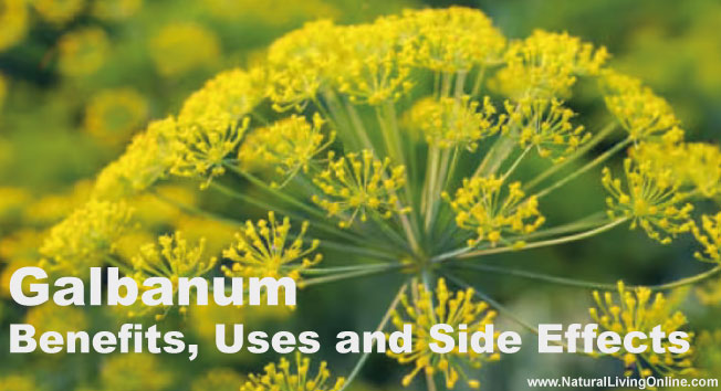 Galbanum Essential Oil: A Guide to Benefits, Uses and Side Effects
