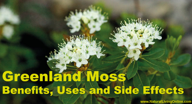 Greenland Moss Essential Oil