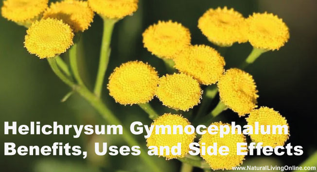 Helichrysum Gymnocephalum Essential Oil: A Guide to Benefits, Uses and Side Effects