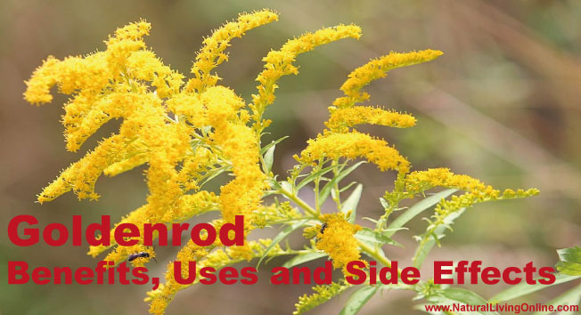 Goldenrod Essential Oil: A Guide to Benefits, Uses and Side Effects
