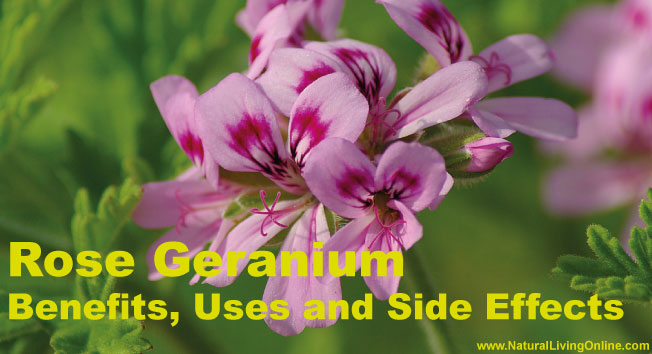 Rose Geranium Essential Oil: A Guide to Benefits, Uses and Side Effects