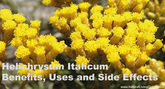 Helichrysum Italicum Essential Oil: A Guide to Benefits, Uses and Side Effects