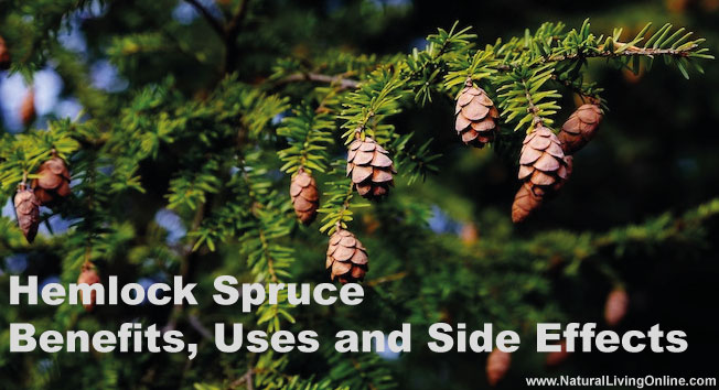 Hemlock Spruce Essential Oil: A Guide to Benefits, Uses and Side Effects