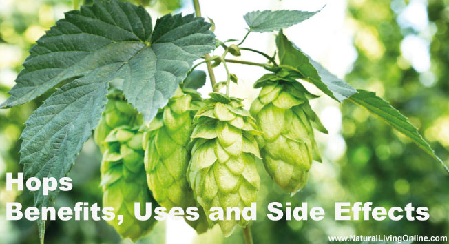 Hops Essential Oil: A Guide to Benefits, Uses and Side Effects