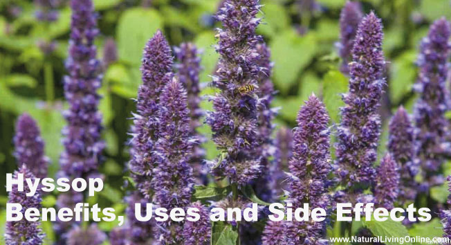 Hyssop Essential Oil: A Guide to Benefits, Uses and Side Effects