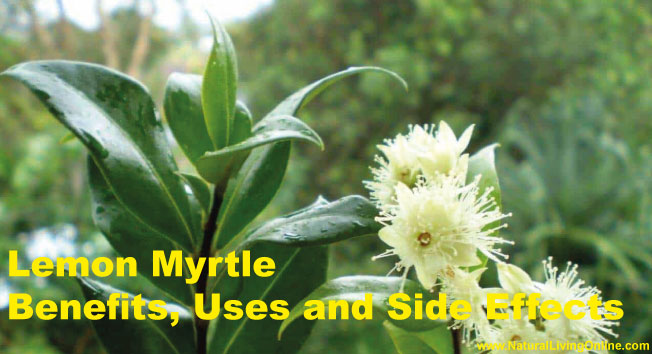Lemon Myrtle Essential Oil: A Guide to Benefits, Uses and Side Effects