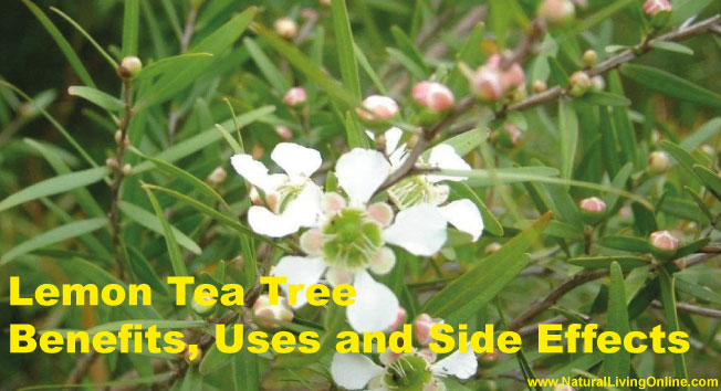 Lemon Tea Tree Essential Oil
